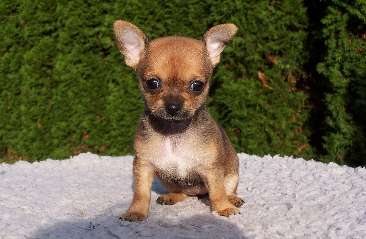 Chihuahua de pura raza