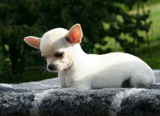 Chihuahua pura raza