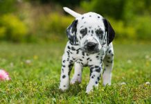 Dálmata Dálmata