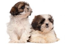 Shih-Tzu