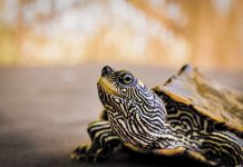 Tortuga mal alimentada