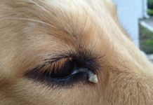 Perro Labrador con legañas Perro Labrador con legañas