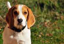 Un Beagle con tráquea estrecha