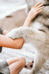 La piel de los perros refleja la salud del animal