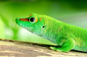 el gecko de Madagascar es un bonito réptil 
