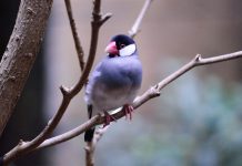 Padda (o gorrión de Java) Padda o gorrión de Java