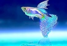 Guppy, el pez más versátil del acuario Guppy