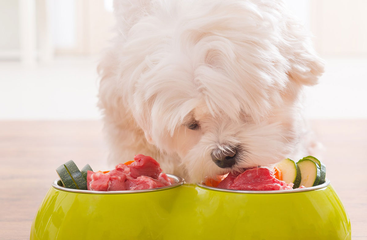 ¿Qué es la dieta BARF o ACBA para perros o gatos?