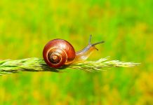 ¿Un Caracol de mascota? ¡Excelente idea! El caracol