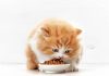 Alimentación de tu gato. La dieta perfecta.