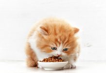 Alimentación de tu gato. La dieta perfecta.