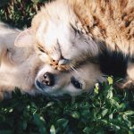 Reproducción canina y felina