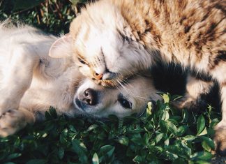 Reproducción canina y felina