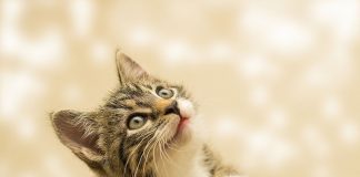 ¿Puede un gato quedarse sordo por llevar un cascabel?
