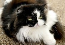 Gato Persa de pura raza Persa