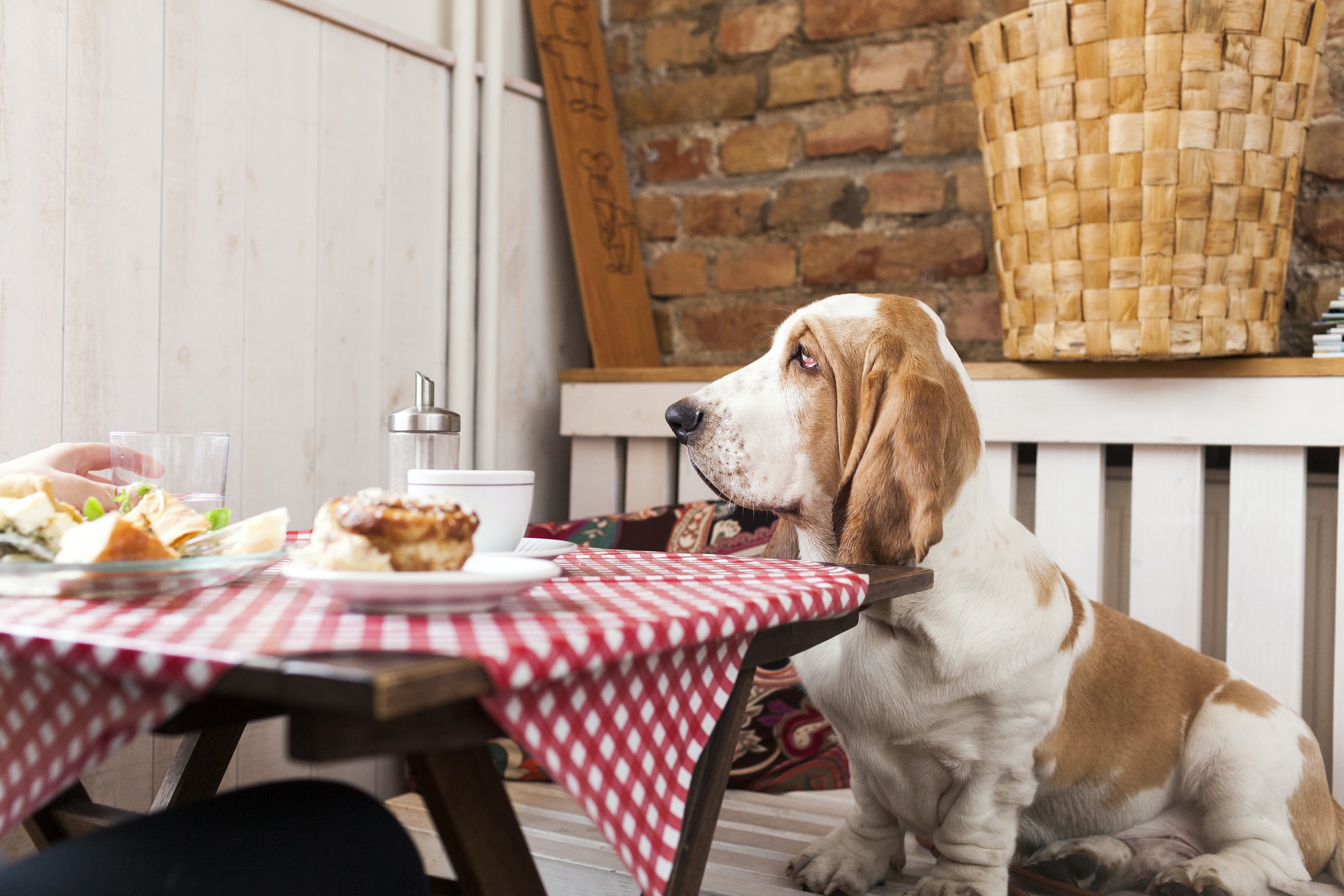 Basset Hound sitting at table in cafeteria