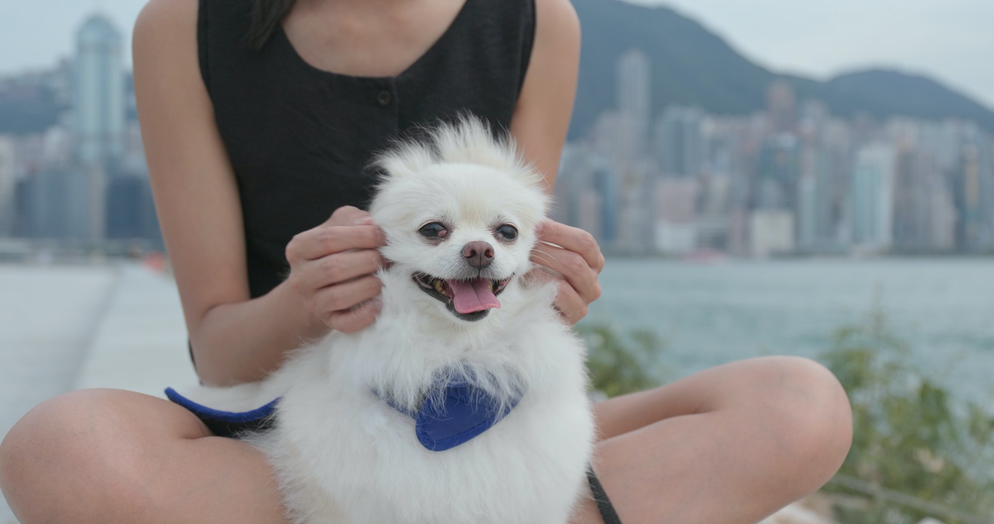 Cute Pomeranian dog with pet owner