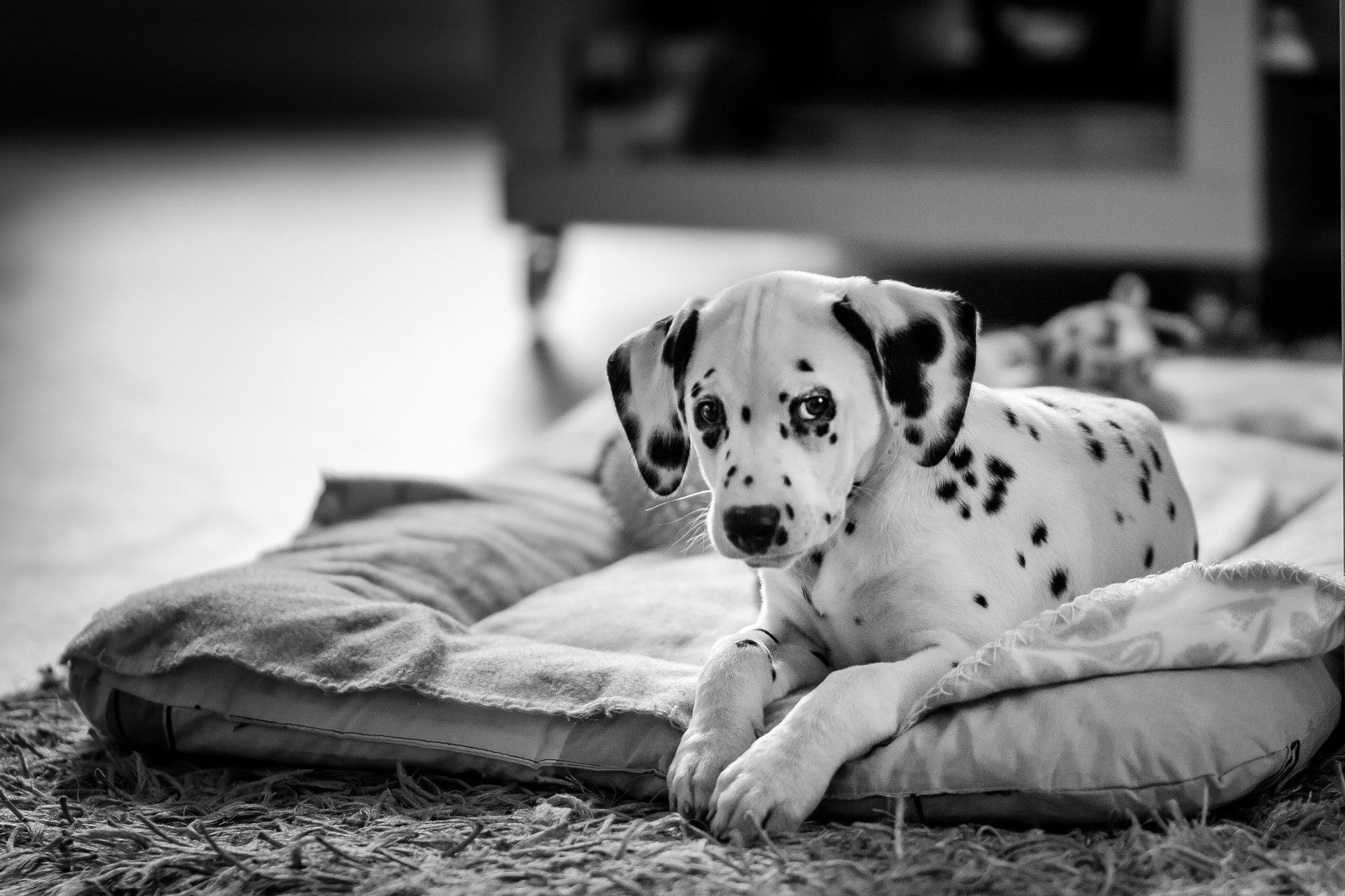 Dalmatian puppy, black and white
