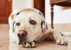 Spotify crea listas musicales para mascotas