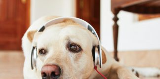 Spotify crea listas musicales para mascotas