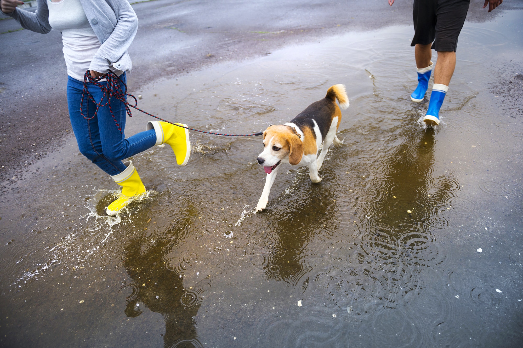 Dog walk in rain