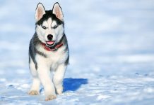 Husky Siberiano Husky Siberiano