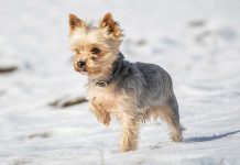 Yorkshire Terrier: una raza pequeña… El Yorkshire es una raza de perro espléndida, valiente, vivaz y distinguida