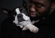 ¿Bulldog Peligroso? Bulldog