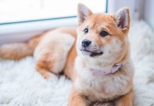 La leishmaniosis no se cura La leishmaniosis no se cura