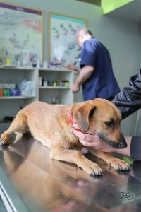 Un perro con leishmaniosis necesita cuidados y tratamientos especiales