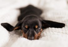 Sangre en la orina del perro ¿Sangre en la orina del perro? Mal asunto