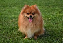 Su pelo se cae a manojos caída del pelo en perros