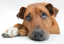 Tratamiento para un perro con cáncer Tratamiento para el cáncer