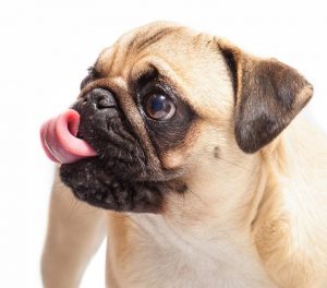 la saliva del perro es vía de contagio
