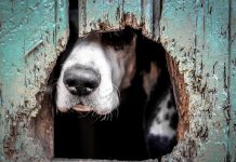 Un perro estreñido y con dolor