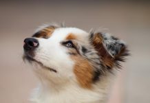 Border Collie con ojos legañas