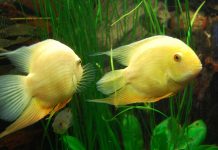 Acuario con variedad