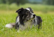 Conducta Border Collie