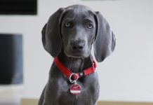 Un Braco de Weimar en Sevilla