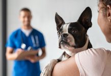 Castrar a una perrita ¿Cuándo? Castración canina