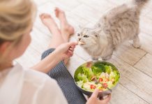 Dieta para gatos