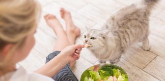 Dieta para gatos