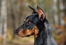 Doberman brillante