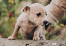 ¿Educar al perro base de sustos?