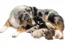 Hembra sin cachorros Las hembras sin cachorros no enferman