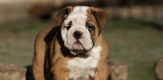 Bulldog inglés perro con acné