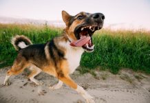 Perro dominante y agresivo