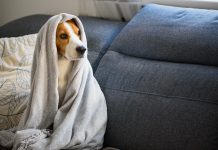 Perro con caspa Perro tiene caspa