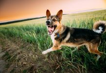 Perro con instinto protector acusado Perro instinto protector