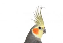 Una cacatúa que se arranca plumas Una cacatúa que se arranca las plumas